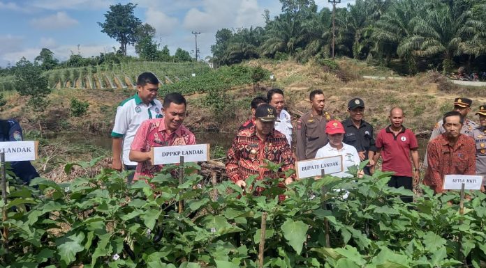 Gapoktan Tuah Engkadu Panen Sayur Mayur, Pj. Bupati Samuel Harapkan Bisa Jadi Contoh Bagi Desa Lain