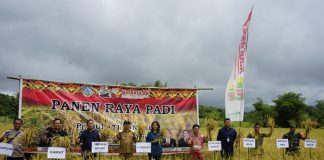 Tidak Hanya Padi, Samuel Intruksikan Petani Tanam Cabe Saat Hadiri Panen Raya di Banyuke Hulu