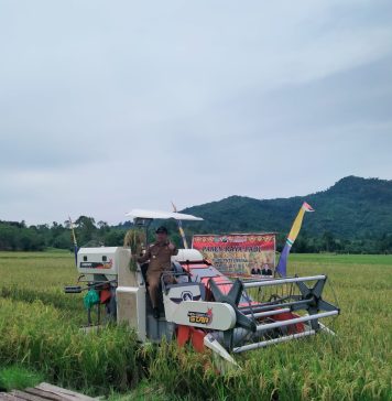 Moderen, Petani di Menjalin Panen Padi Gunakan Teknologi Alat Mesin Pertanian