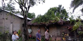Pohon Tumbang Timpa Rumah Warga di Songga