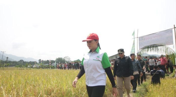 Karolin Panen Raya Padi Desa Tiang Tanjung