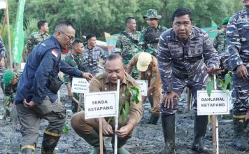 Sekda Ketapang Turun Langsung Tanam Mangrove di Pantai Celincing Puncak Penanaman Mangrove Nasional Serentak
