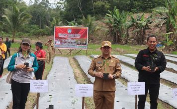 Gerakan Taman Cabai, Salah Satu Upaya Pemkab Landak Tekan Inflasi Dibidang Pertanian