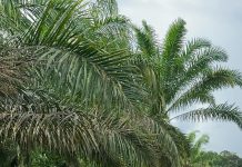 Banjir Rendam Desa Nyayum, Akses Jalan Warga Terendam