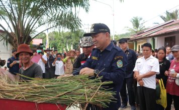 Panen Raya di Desa Semenok, Samuel Himbau Petani Mamfaatkan Lahan Tidur