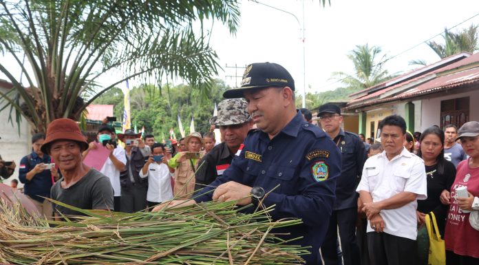 Panen Raya di Desa Semenok, Samuel Himbau Petani Mamfaatkan Lahan Tidur