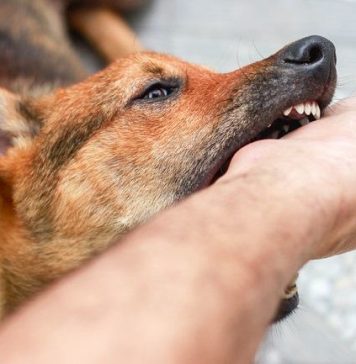 Diduga Digigit Anjing Rabies Seorang Remaja di Landak Meninggal Dunia