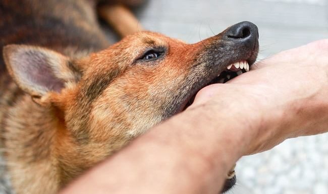 Diduga Digigit Anjing Rabies Seorang Remaja di Landak Meninggal Dunia