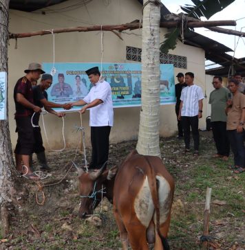 Berbagi Kebahagiaan Dihari Raya Idul Adha 1446 Hijriah, Polres Landak Qurban Sapi dan Kambing