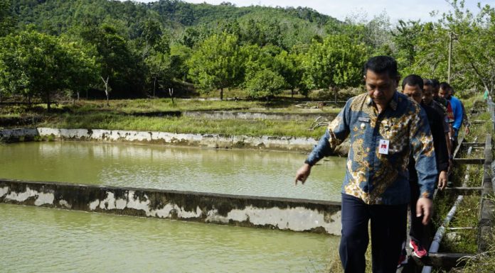 Gutmen Tinjau UPTD Balai Benih Hortikultura dan PBAT Jelimpo