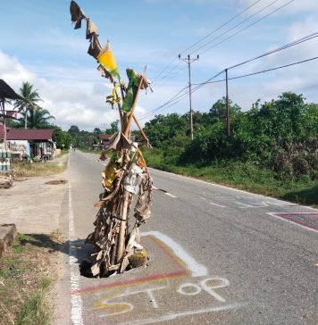 Rawan Picu Kecelakaan, Warga Senakin Tanam Pohon Pisang Dijalan Berlubang