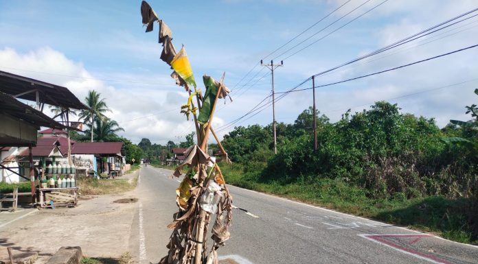 Rawan Picu Kecelakaan, Warga Senakin Tanam Pohon Pisang Dijalan Berlubang