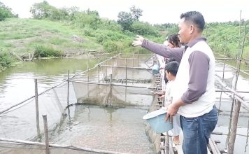 Mamfaatkan Kolam Alami, Kelompok Tani Desa Engkadu Budidaya Ikan Lele Hingga Nila