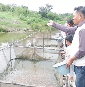 Mamfaatkan Kolam Alami, Kelompok Tani Desa Engkadu Budidaya Ikan Lele Hingga Nila