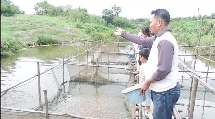 Mamfaatkan Kolam Alami, Kelompok Tani Desa Engkadu Budidaya Ikan Lele Hingga Nila