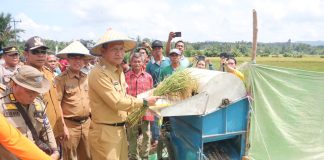 Gutmen Nilai Komoditas Padi Punya Peran Penting Dalam Membangun Ekonomi Daerah
