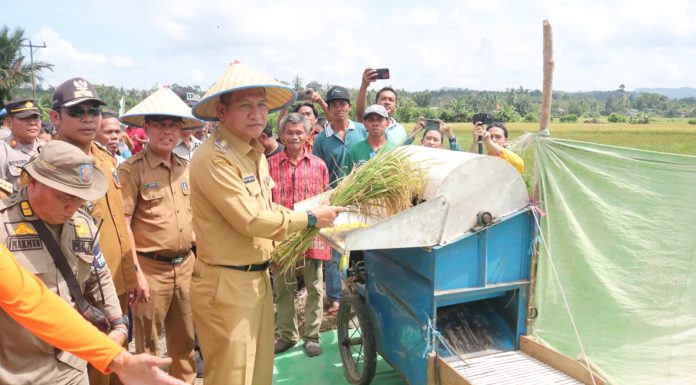 Gutmen Nilai Komoditas Padi Punya Peran Penting Dalam Membangun Ekonomi Daerah