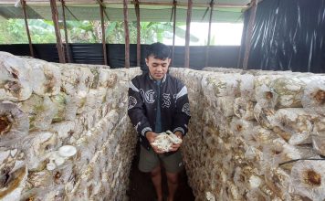 Lewati Serangkaian Proses Sterilisasi, Jamur Tiram Hasil Budidaya Usaha Rumahan Aman Dikonsumsi