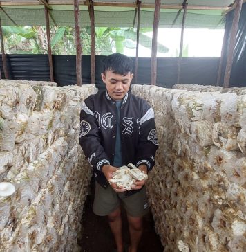 Lewati Serangkaian Proses Sterilisasi, Jamur Tiram Hasil Budidaya Usaha Rumahan Aman Dikonsumsi