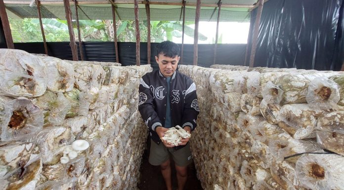 Lewati Serangkaian Proses Sterilisasi, Jamur Tiram Hasil Budidaya Usaha Rumahan Aman Dikonsumsi