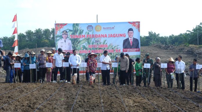 Dukung Swasembada Pangan, Pemkab Landak Gelar Tanam Perdana Jagung Dilahan PTPN VI