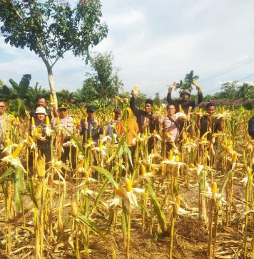 Hasilkan 5 Ton Jagung Poktan Mekar Baru Jadi Contoh Pertanian Produktif