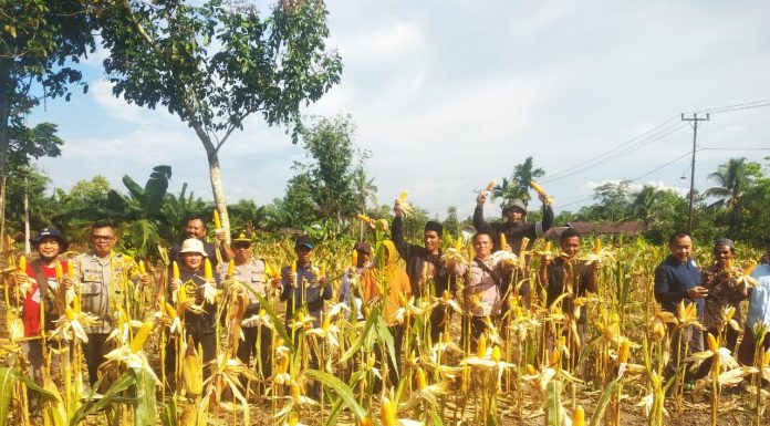 Hasilkan 5 Ton Jagung Poktan Mekar Baru Jadi Contoh Pertanian Produktif