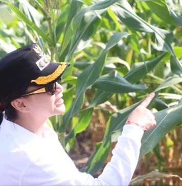 Jagung di Lahan Kritis Tumbuh Subur, Bupati Landak Optimistis Panen Capai 6 Ton per Hektare