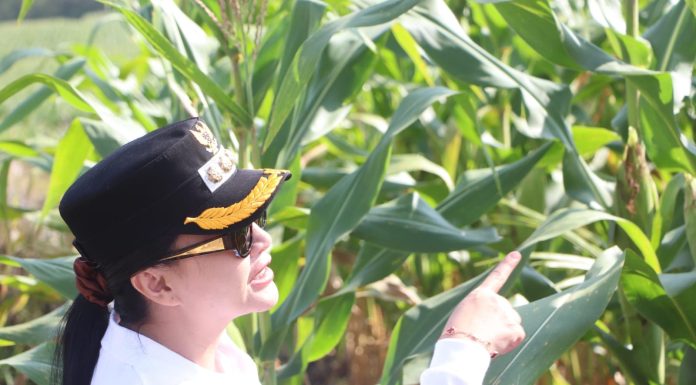 Jagung di Lahan Kritis Tumbuh Subur, Bupati Landak Optimistis Panen Capai 6 Ton per Hektare