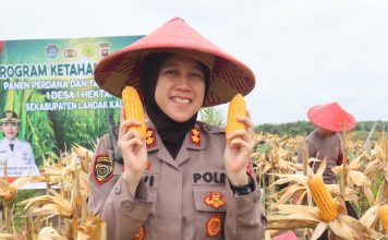 Polres Landak Panen Perdana Jagung Demplot, Dukung Ketahanan Pangan
