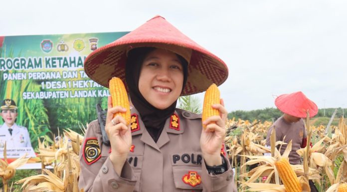 Polres Landak Panen Perdana Jagung Demplot, Dukung Ketahanan Pangan