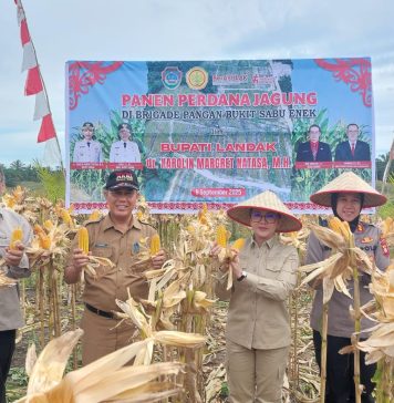 Bupati Landak Gelar Panen Perdana Jagung, Produktivitas Lampaui Rata-Rata Nasional