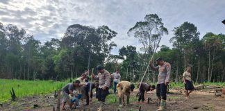 Polsek Kuala Behe Dukung Ketahanan Pangan Lewat Penanaman Jagung Hibrida
