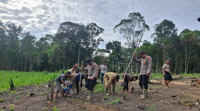 Polsek Kuala Behe Dukung Ketahanan Pangan Lewat Penanaman Jagung Hibrida