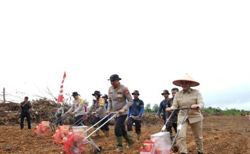 Bupati Karolin Dampingi Kapolda Kalbar Tanam Jagung di Jelimpo