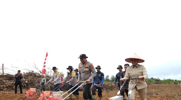 Bupati Karolin Dampingi Kapolda Kalbar Tanam Jagung di Jelimpo