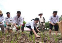 Buka Tanam Perdana Padi di Ngabang, Karolin Soroti Air, Irigasi, dan Bantuan Tepat