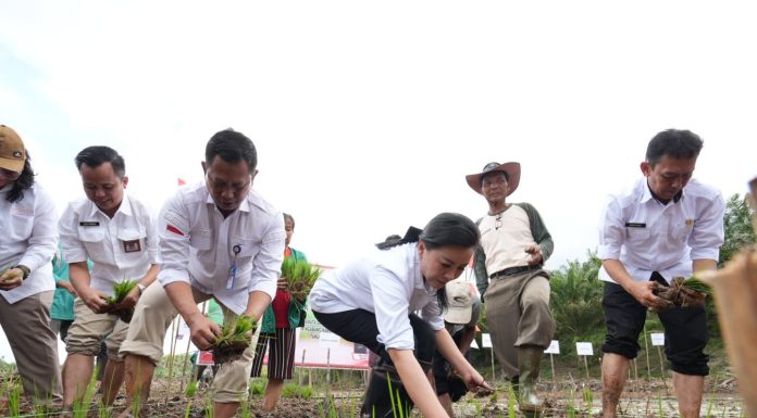 Buka Tanam Perdana Padi di Ngabang, Karolin Soroti Air, Irigasi, dan Bantuan Tepat